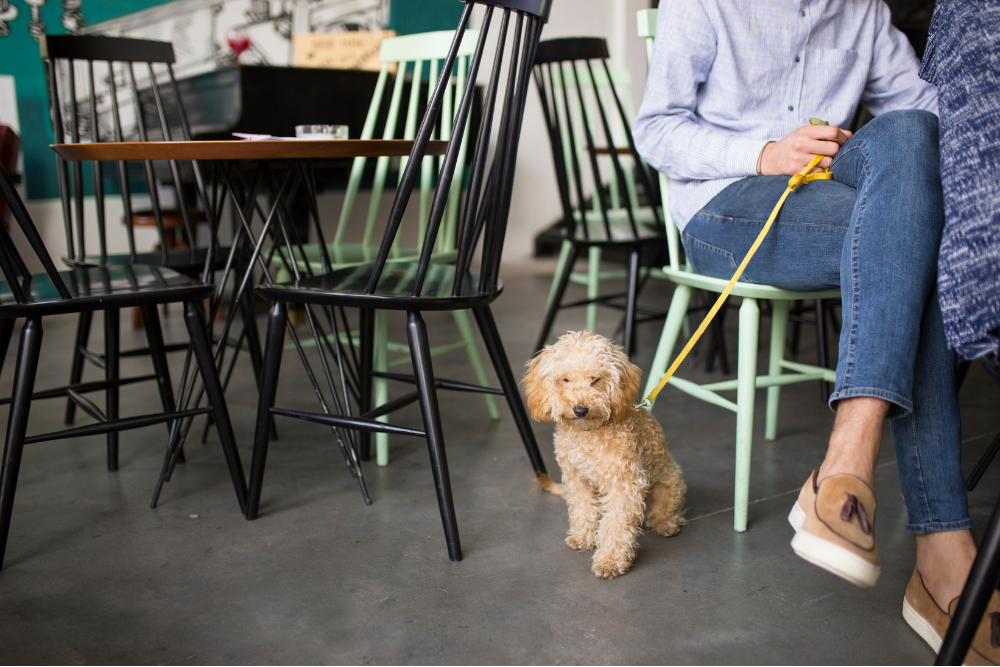 Dog-Friendly Restaurant